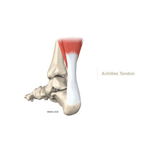 Ankle - Physiomed