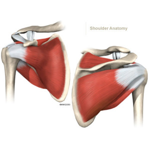 Shoulder - Physiomed